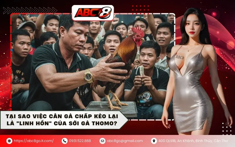 Tại Sao Việc Cân Gà Chấp Kèo Lại Là "Linh Hồn" Của Sới Gà Thomo?